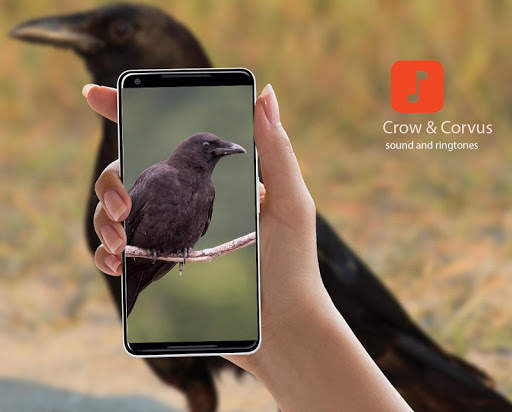 Crow & Corvus Bird Sound Effects screenshot 1