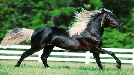 Horse Wallpapers HD screenshot 8