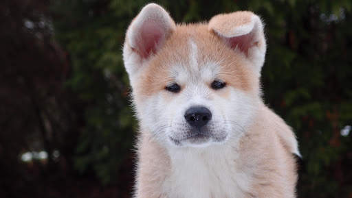 Dog Photo Frames screenshot 3