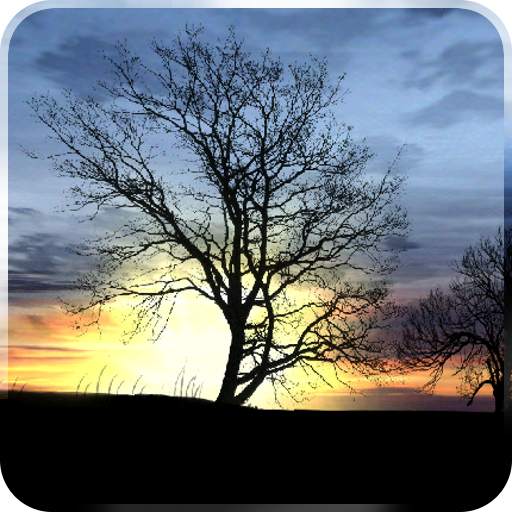 Silhouette Free Live Wallpaper 2.1