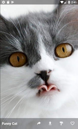 ❤️[FREE] HD Cat Wallpaper -Grumpy Cat -Funny Cat❤️ screenshot 6