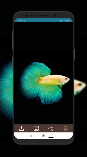 Wallpaper Ikan Cupang screenshot 5