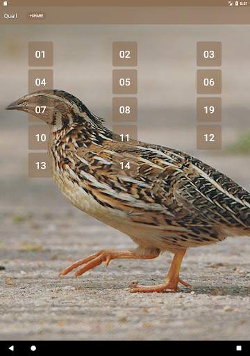 Quail Bird (Animal) Sounds स्क्रीनशॉट 5