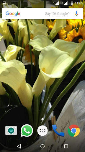 Calla Lilly Wallpapers HD 3 تصوير الشاشة