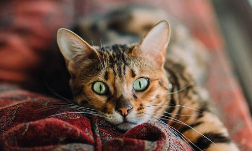 Sassy Cat Live Wallpaper screenshot 10