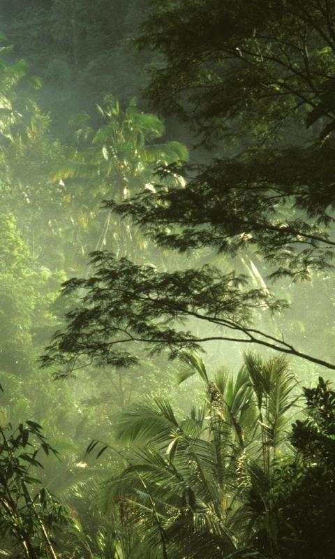 Jungle Live Wallpaper : 7fon & LWP screenshot 1