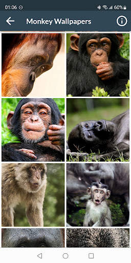 Monkey Wallpapers screenshot 1