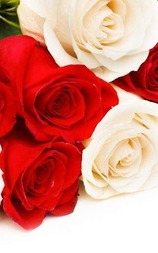 Rose Wallpaper HD screenshot 7
