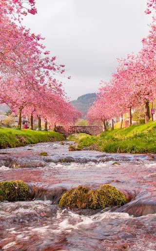 Sakura Live Wallpaper HD screenshot 3