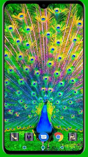 Peacock HD Wallpaper 4K Latest screenshot 3