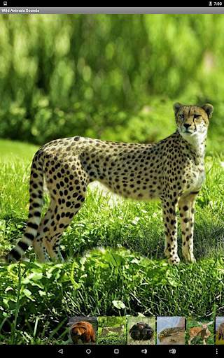 Wild Animals Sounds screenshot 7
