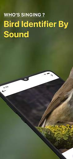 Bird Sound Identifier Bird ID screenshot 1