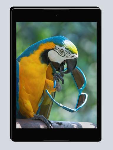 Funny Wallpapers screenshot 12