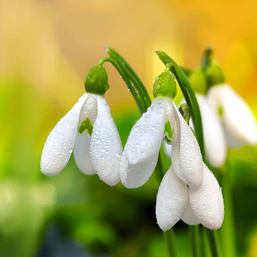 Spring Flowers Live Wallpaper 1.0.8