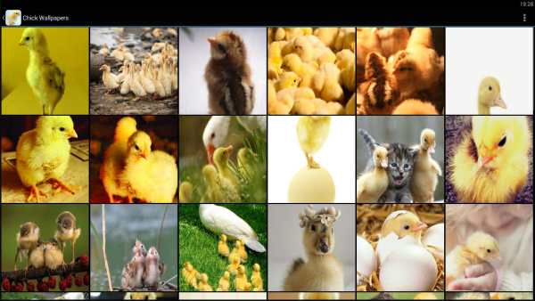 Chick Wallpapers 5 تصوير الشاشة