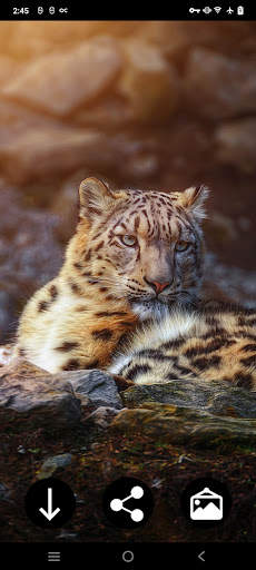 Snow Leopard Wallpapers screenshot 3