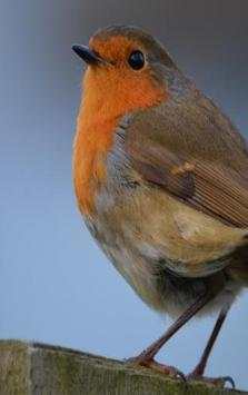 Bird Sounds for Kids screenshot 1