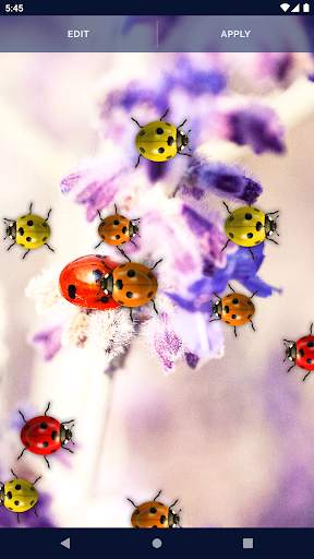 Cute Ladybug Live Wallpaper screenshot 5