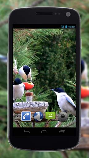 4K Garden Birds Video Live Wal screenshot 3