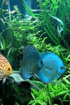 Fish Wallpaper screenshot 15