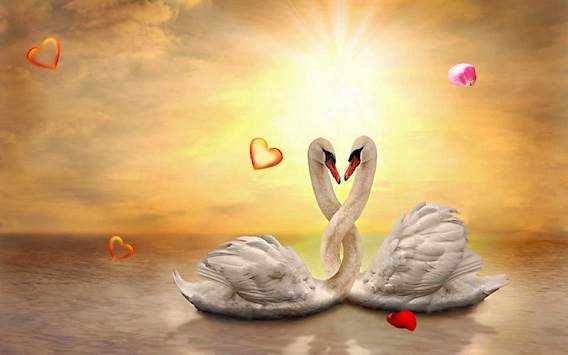 Swans Love live wallpaper screenshot 3