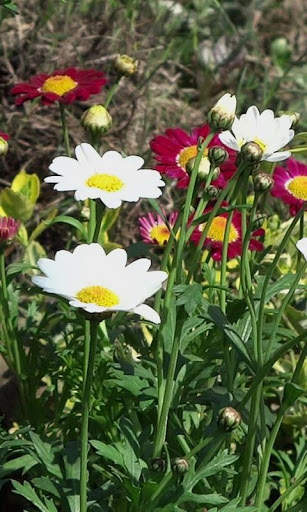 Spring flowers live wallpaper screenshot 2