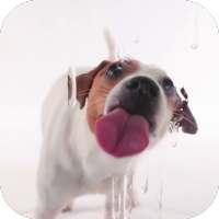 Dog Licking Live Wallpaper