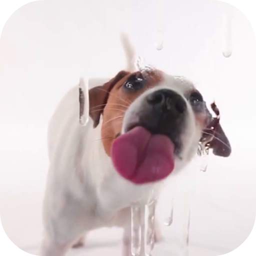 Dog Licking Live Wallpaper 2.0