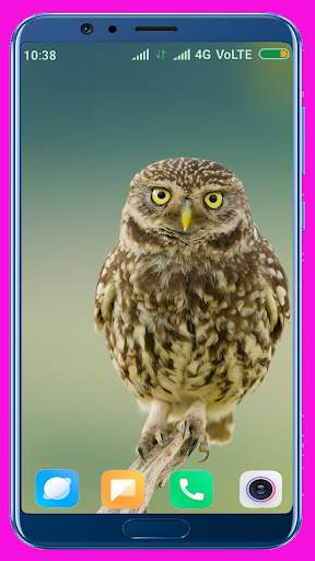 Owl Wallpaper screenshot 5
