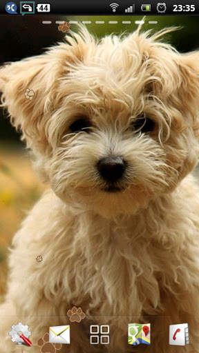 maltese puppy wallpaper - cute puppy wallpaper screenshot 1