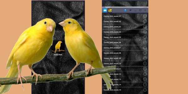 Canary Bird Sounds : Canary Singing screenshot 1