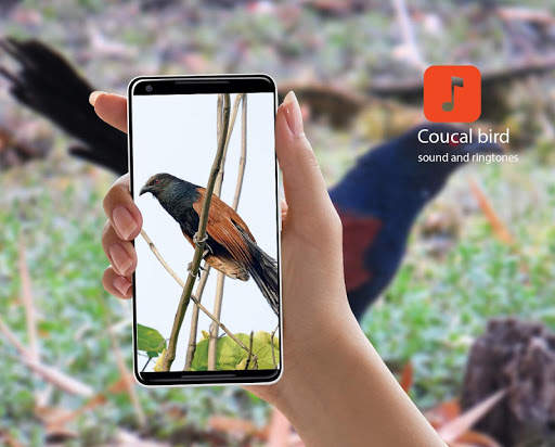 Greater coucal bird sounds screenshot 1