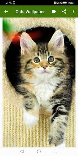 Cats Wallpapers screenshot 5