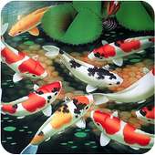 Koi Free Live Wallpaper