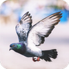 Pigeon HD Wallpaper icon