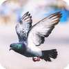 Pigeon HD Wallpaper on 9Apps