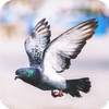Pigeon HD Wallpaper 1.03
