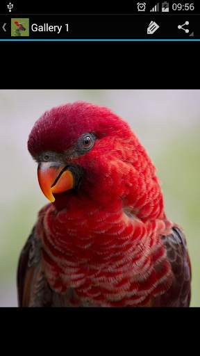 Birds Galleries screenshot 3