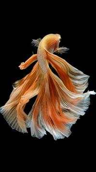 🐟 FREE Betta Fish No Live Wallpapers HD screenshot 4