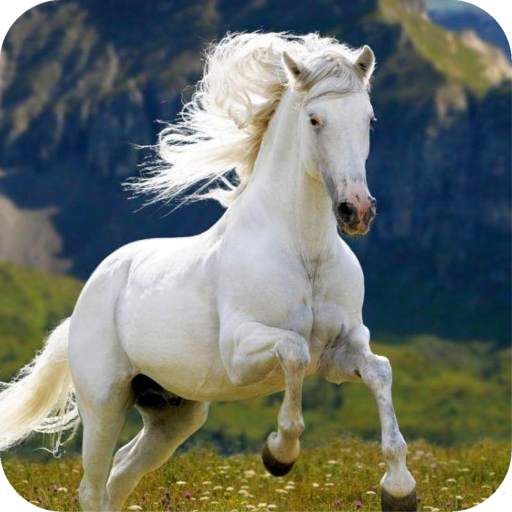 Horse Wallpaper 1.11