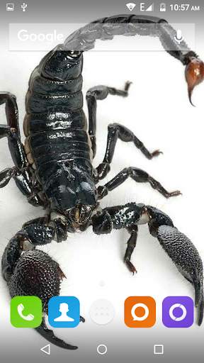 Scorpion HD Wallpaper screenshot 2