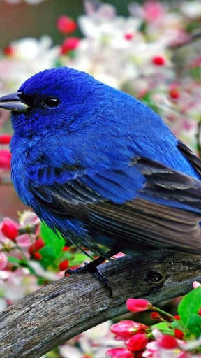 Blue Jay Bird Wallpapers HD screenshot 7