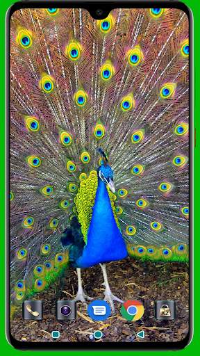 Peacock HD Wallpaper screenshot 2