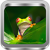 Frog Sound New icon