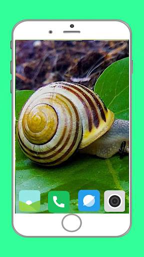 Snail Wallpaper Full HD screenshot 16