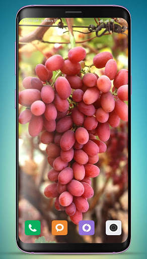 Grapes Wallpaper HD screenshot 12