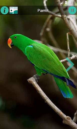 Natural Animal Sounds and HD Wallpaper screenshot 1