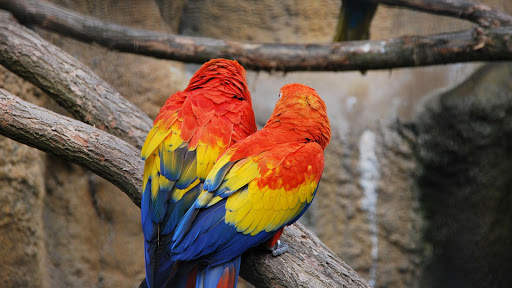 Colorful Parrot. Birds Wallpapers screenshot 1