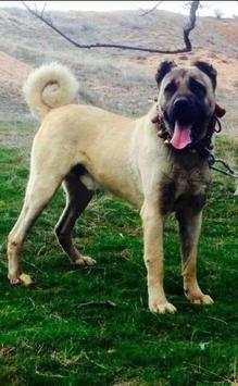 Kangal Dog Wallpapers screenshot 5