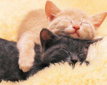 Kittens Jigsaw Puzzles screenshot 4